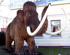 MAMUTE