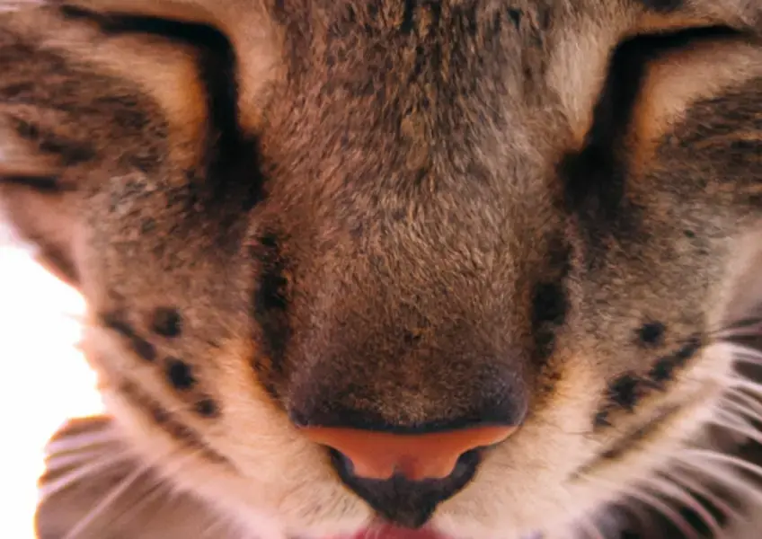 Por que os gatos fazem caretas depois de cheirar algo? - Imagem Destacada