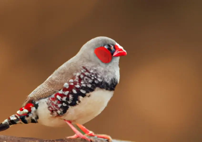 O que são as aves diamante star finch, apreendidas pela PM Ambiental em SP? - Imagem Destacada